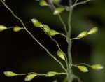 Bosc's panicgrass